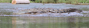 Syl Travel Costa Rica Excursion Transfers Crocodile Tour And Canopy